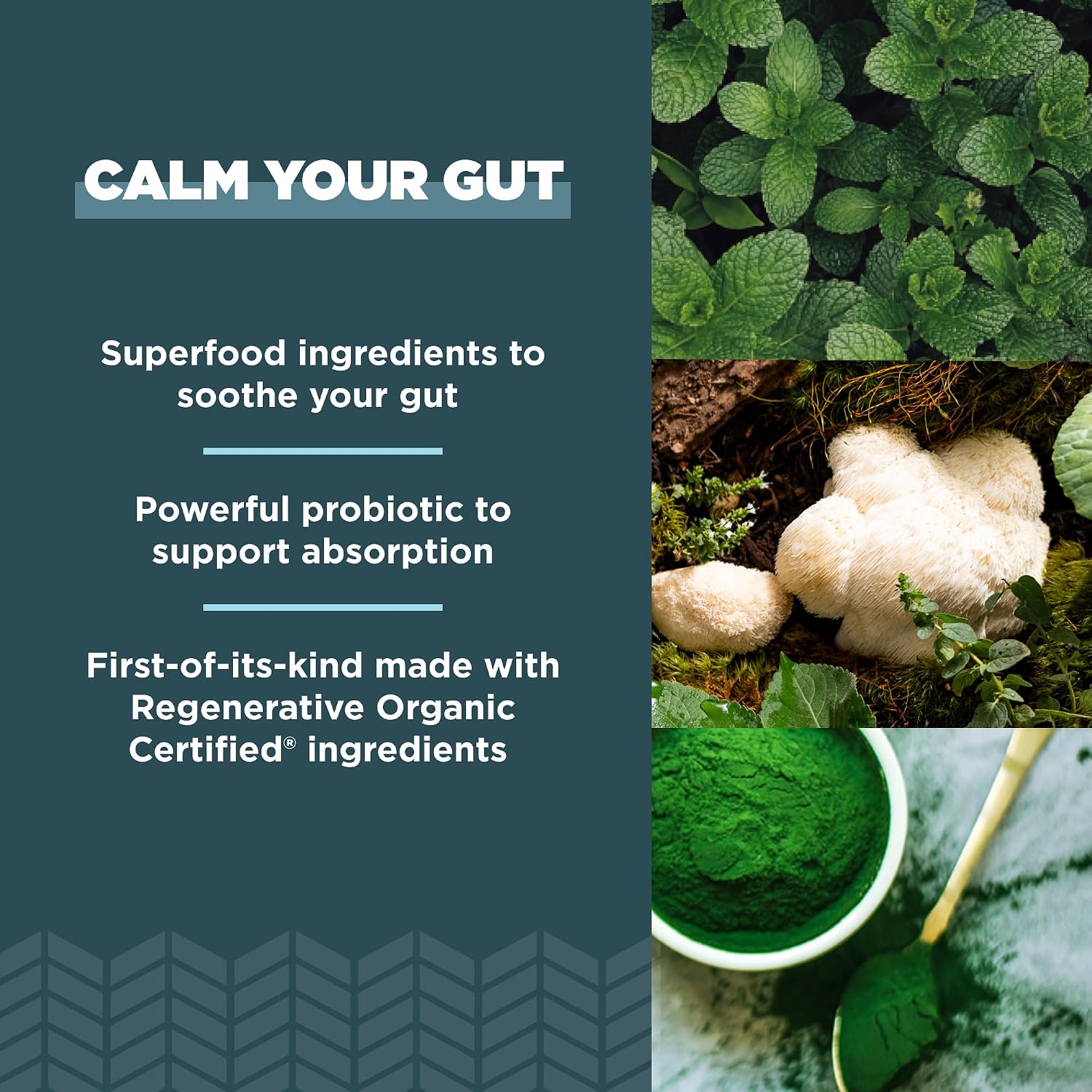 Ancient Nutrition Suplemento de Salud Intestinal, Certificado Orgánico Regenerativo, Cápsulas para el Soporte Intestinal, Formulado con Melena de León, Raíz de Regaliz Fermentada y Hierbabuena, Sin Gluten, Paleo y Keto, 90 Cápsulas
