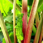 Earthborn Elements Extracto de Turkey Rhubarb, 200 Cápsulas, Puro y Sin Aditivos