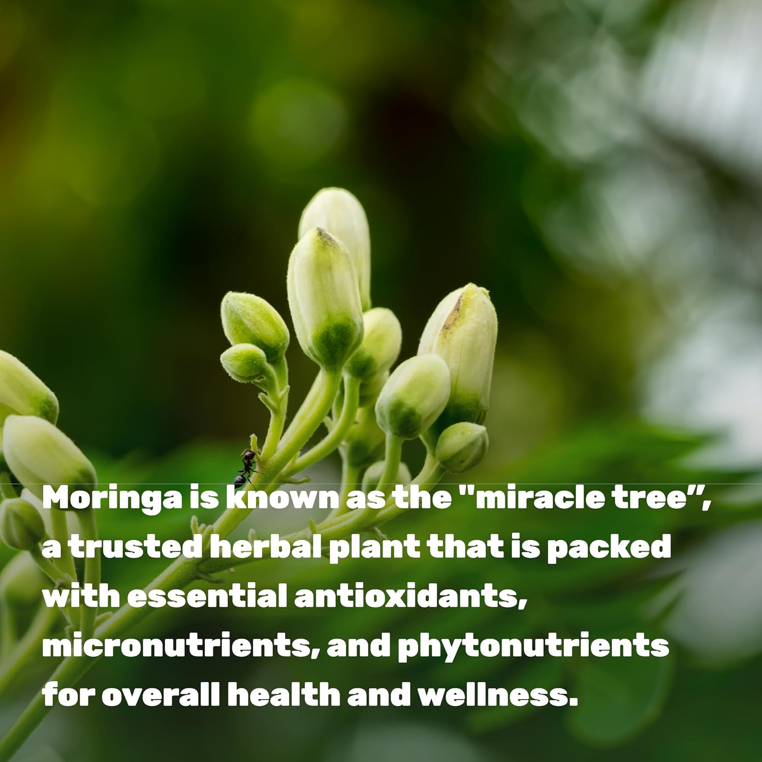 Cápsulas de Moringa 240 Cápsulas – Extracto Puro de Hoja de Moringa – Superalimento Verde Completo