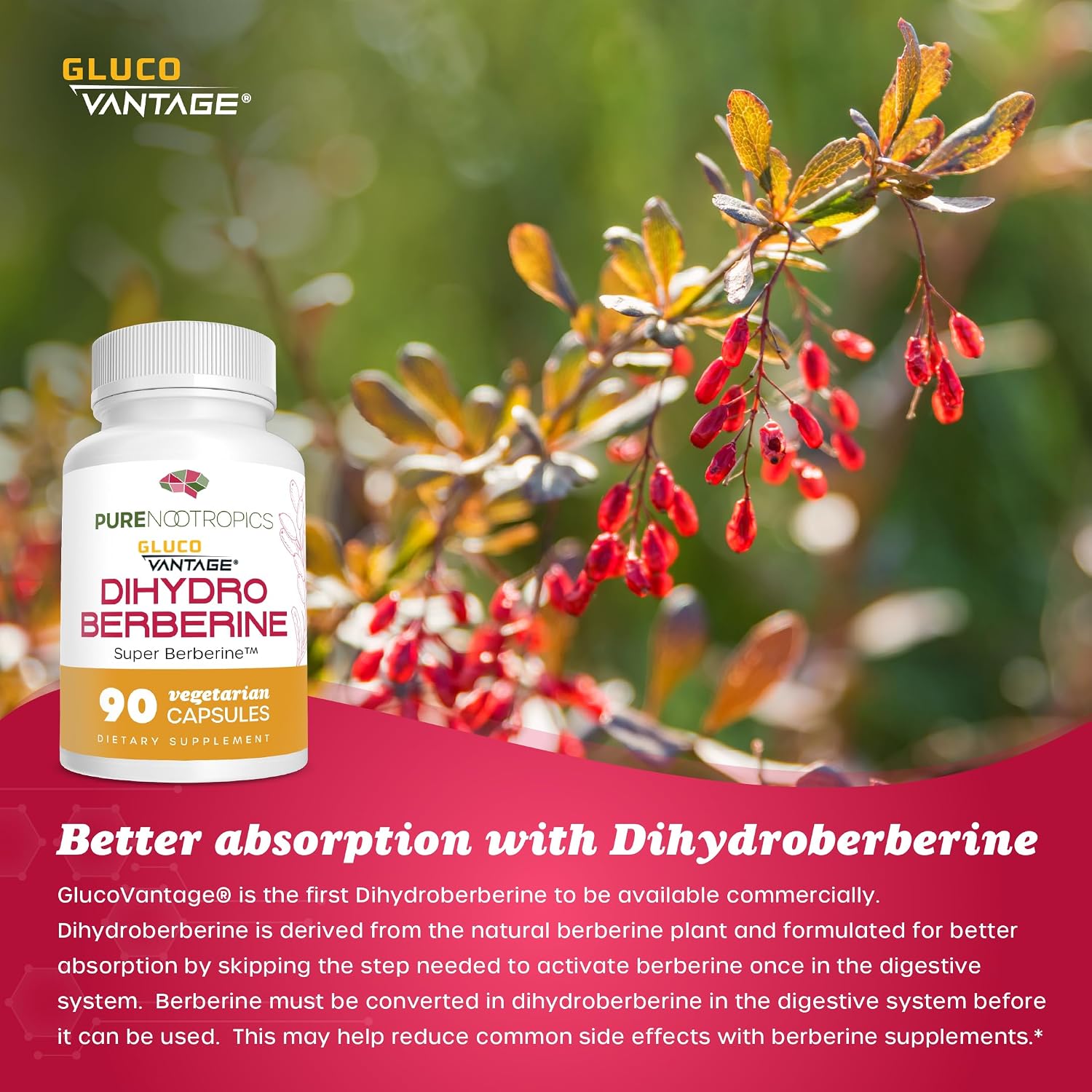 Pure Nootropics - Dihidroberberina (GlucoVantage) 100 mg, 90 Cápsulas | Super Berberine