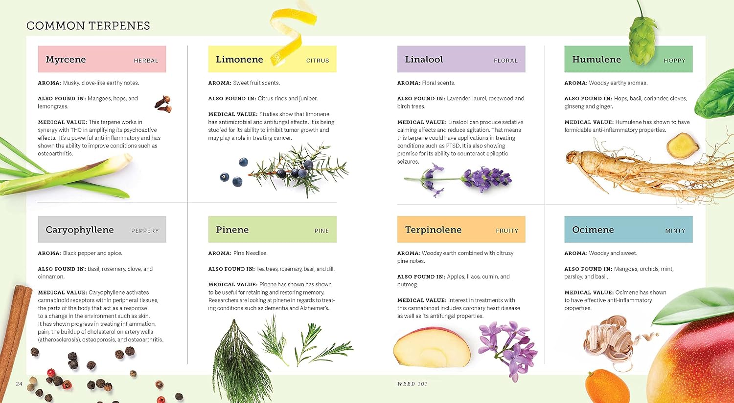 Weed: A Connoisseur's Guide to Cannabis