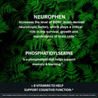 NeuroPhen Suplemento Potenciador Cerebral Nootrópico - 60 Cápsulas