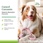 Terry Naturally Curacel Curcumin - Suplemento Antioxidante para Perros - 60 Cápsulas Blandas