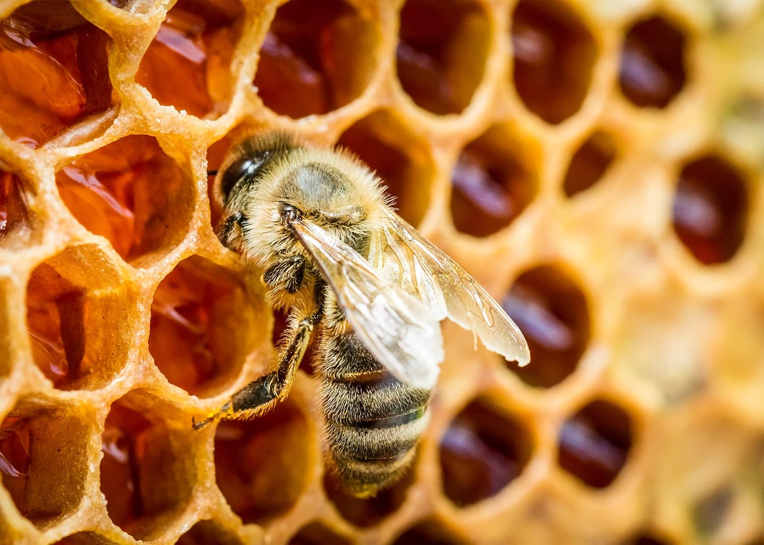 Jovvily Polvo de Propóleo de Abeja - 227 g - Verificado en Laboratorio - Siempre Puro - Sin Rellenos