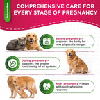 SalutemPet Vitaminas Prenatales para Perras y Gatas – Suplemento Multivitamínico Líquido – 60 ml