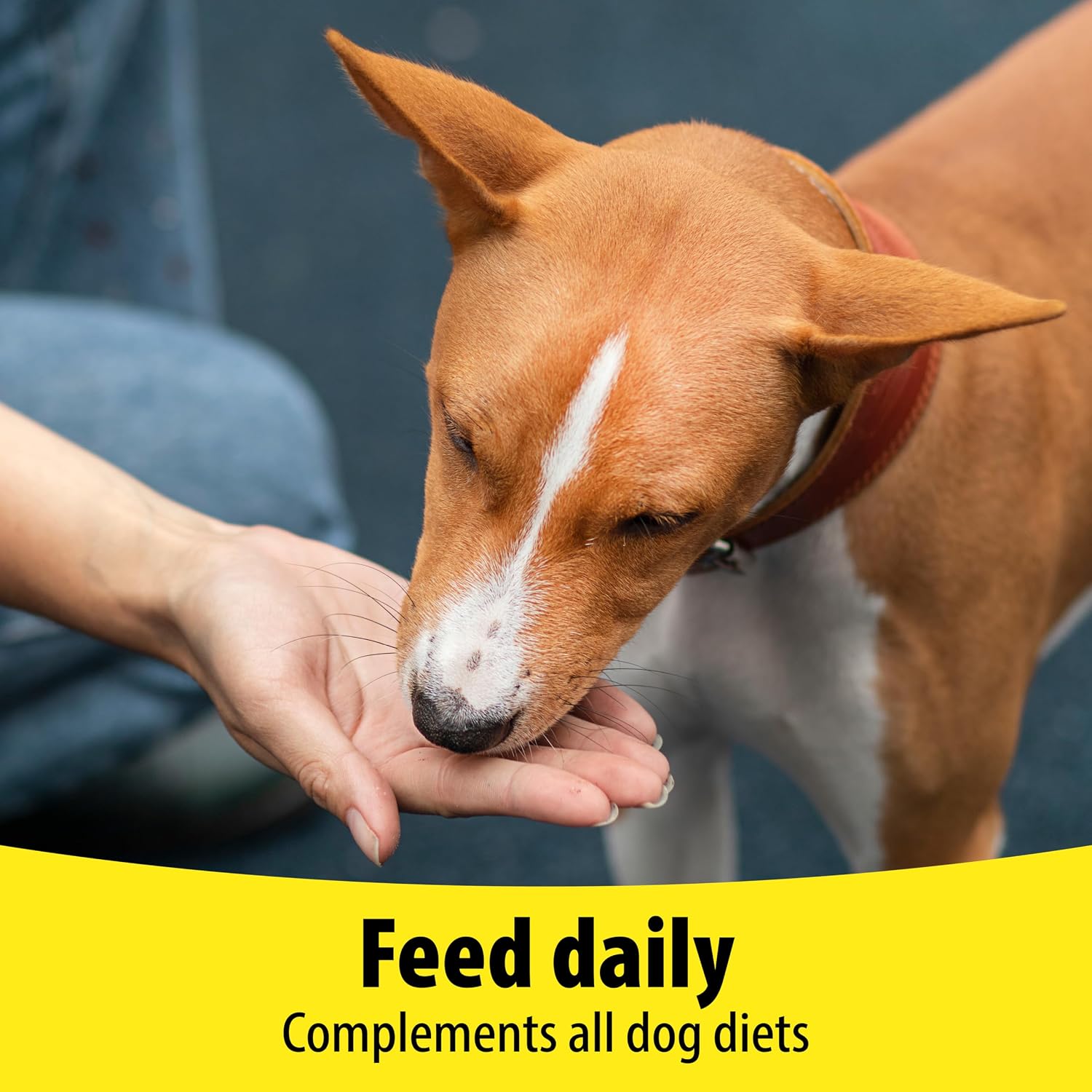 Vetzyme Dog B+E 200 comprimidos