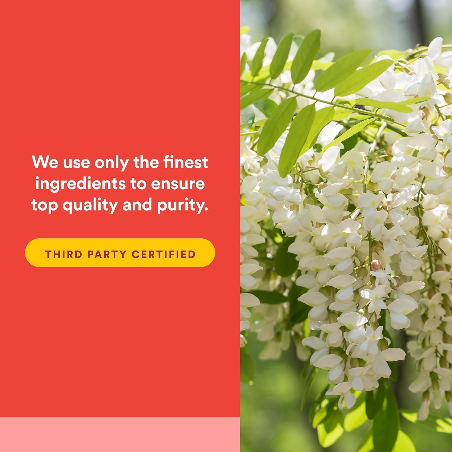 Natural Factors Quercetin LipoMicel Matrix – 60 Cápsulas blandas de absorción superior