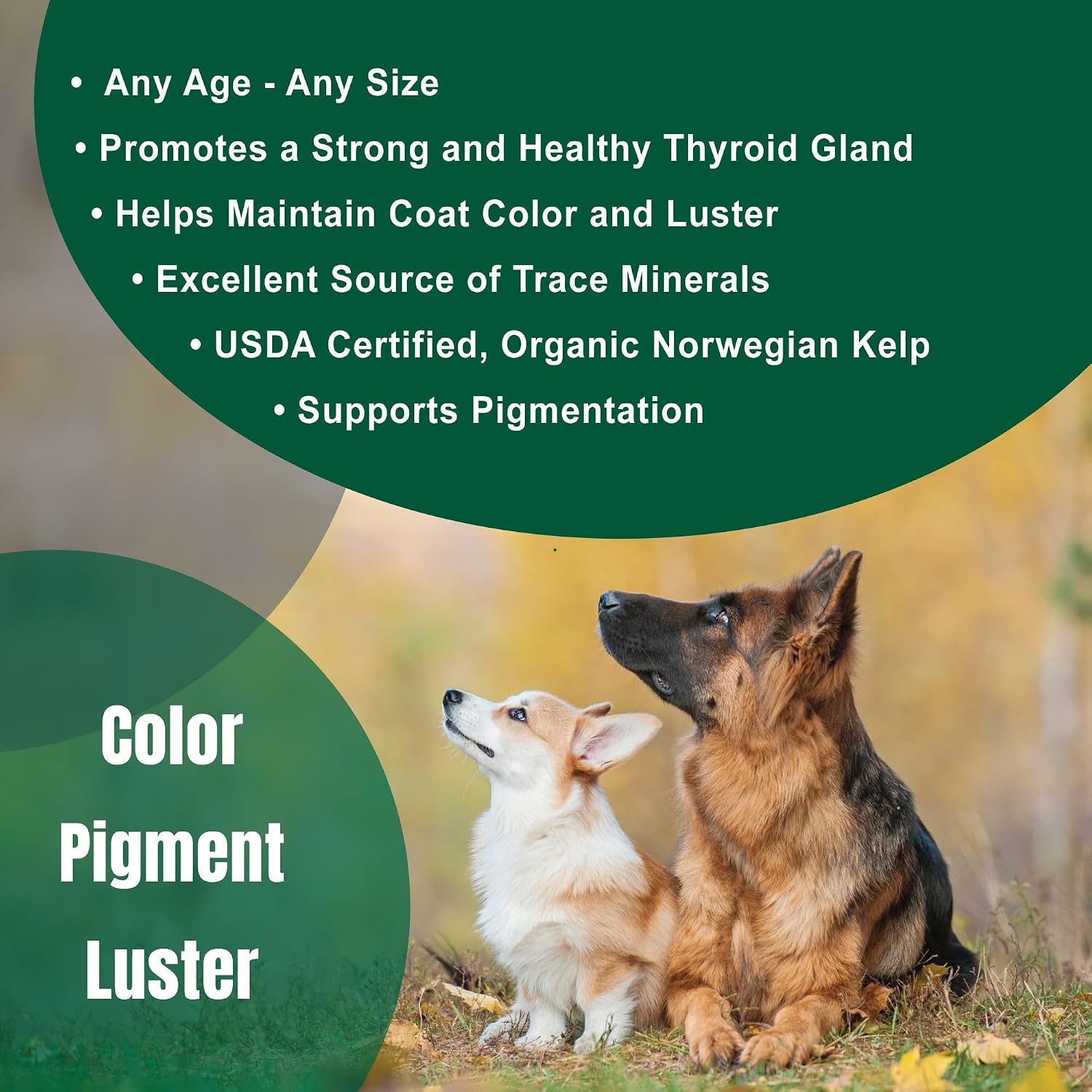 Dogzymes Alga marina noruega ecológica para mascotas (2,72 kg)