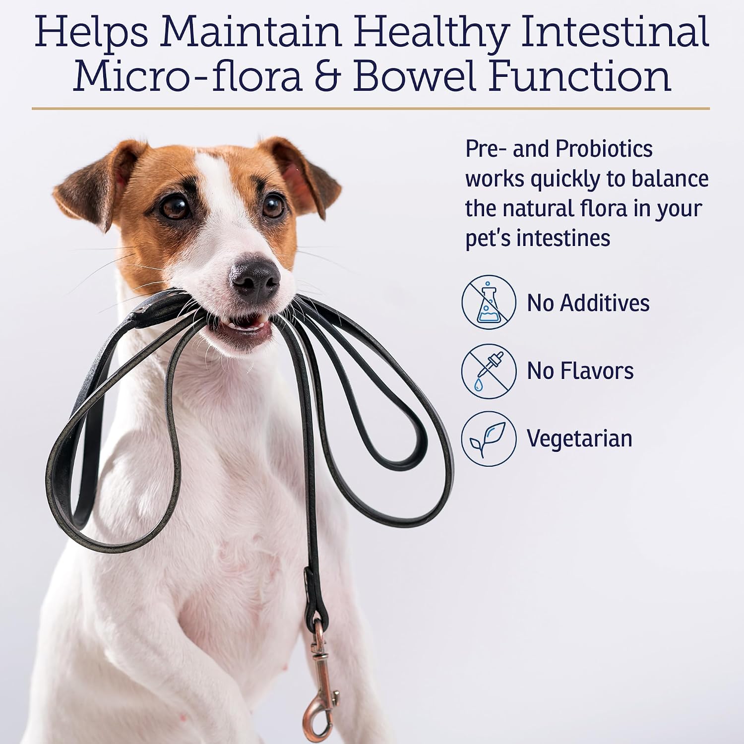 Rx Vitamins Rx Biotic - Probiótico en Polvo para Perros y Gatos - Apoyo Digestivo y Salud Intestinal - 35 g