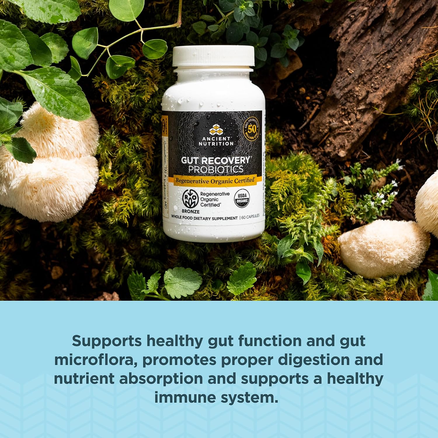 Ancient Nutrition Probiótico Recuperación Intestinal, 50.000 millones de UFC, 60 Cápsulas