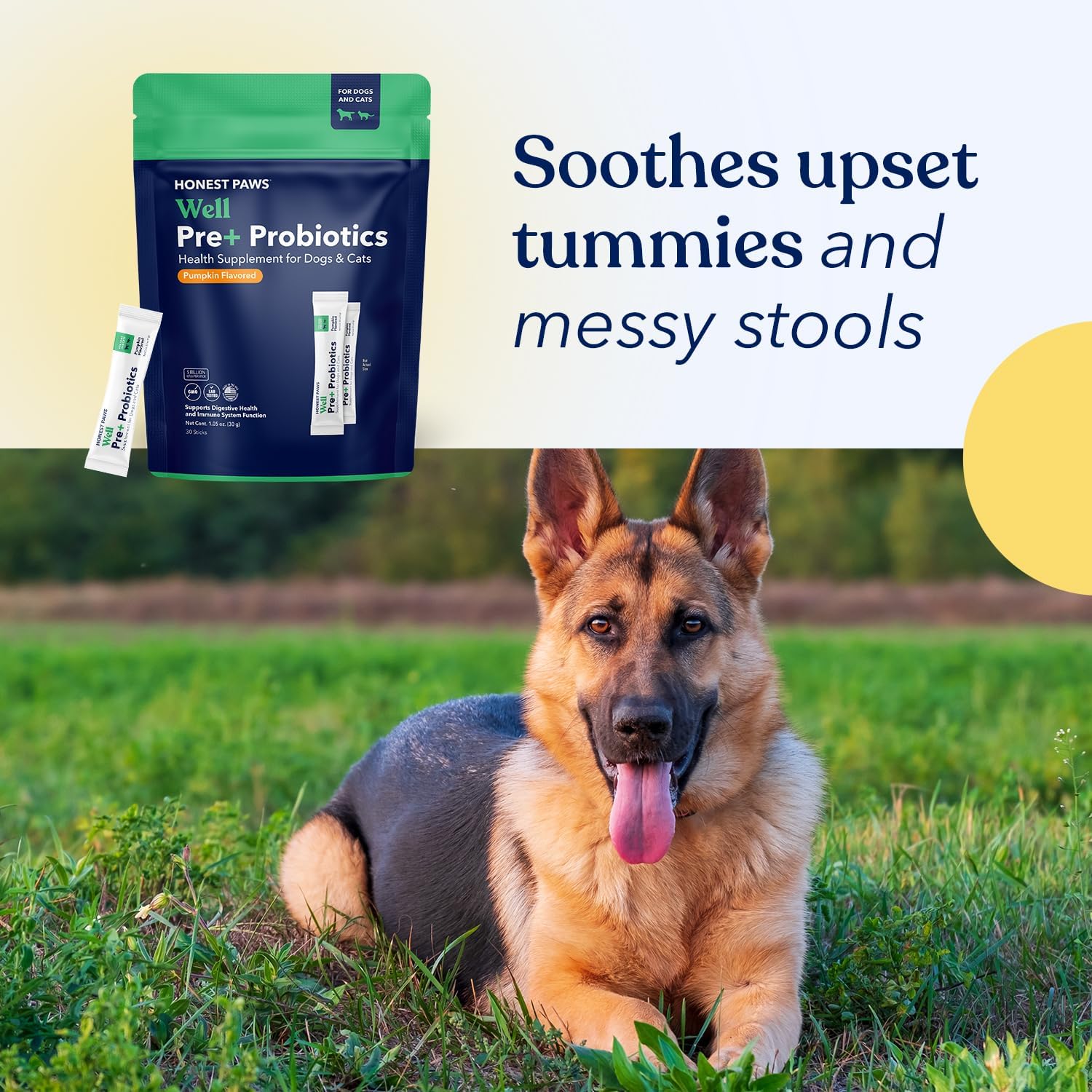 Honest Paws Probióticos para Perros - Polvo Digestivo con Prebióticos y Sabor a Calabaza (30 sticks)