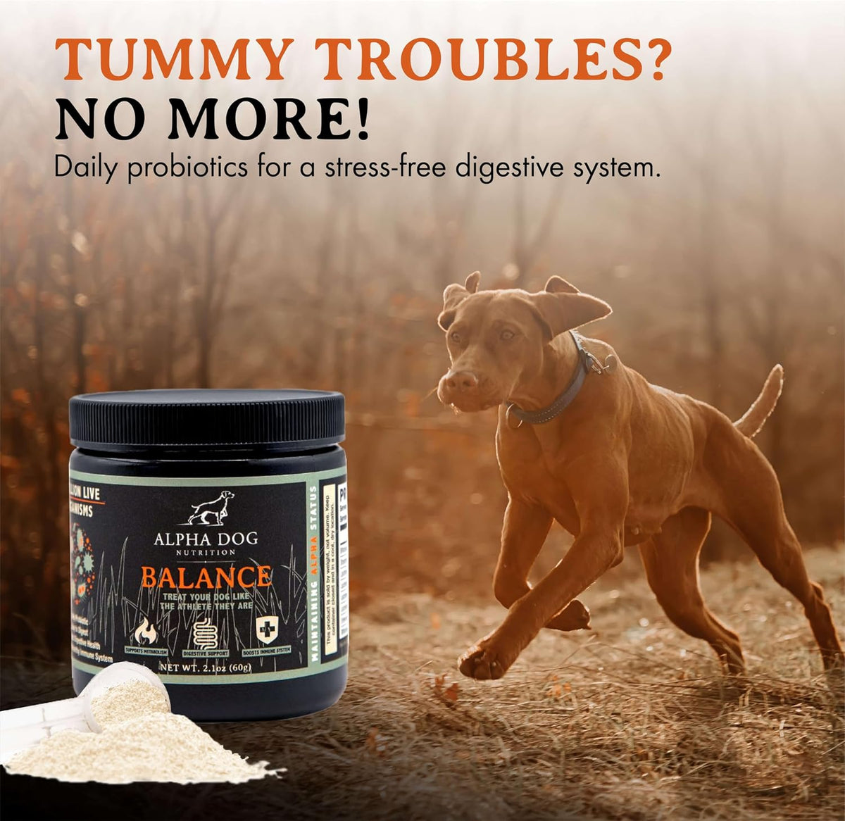 Balance Probiotic Blend for Dogs by Alpha – Contribución al fortalecimiento de las defensas naturales: Una parte – Image 3
