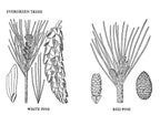 Usos Medicinales y Otros de las Plantas Norteamericanas: Un Estudio Histórico con Especial Referencia a las Tribus Indias Orientales