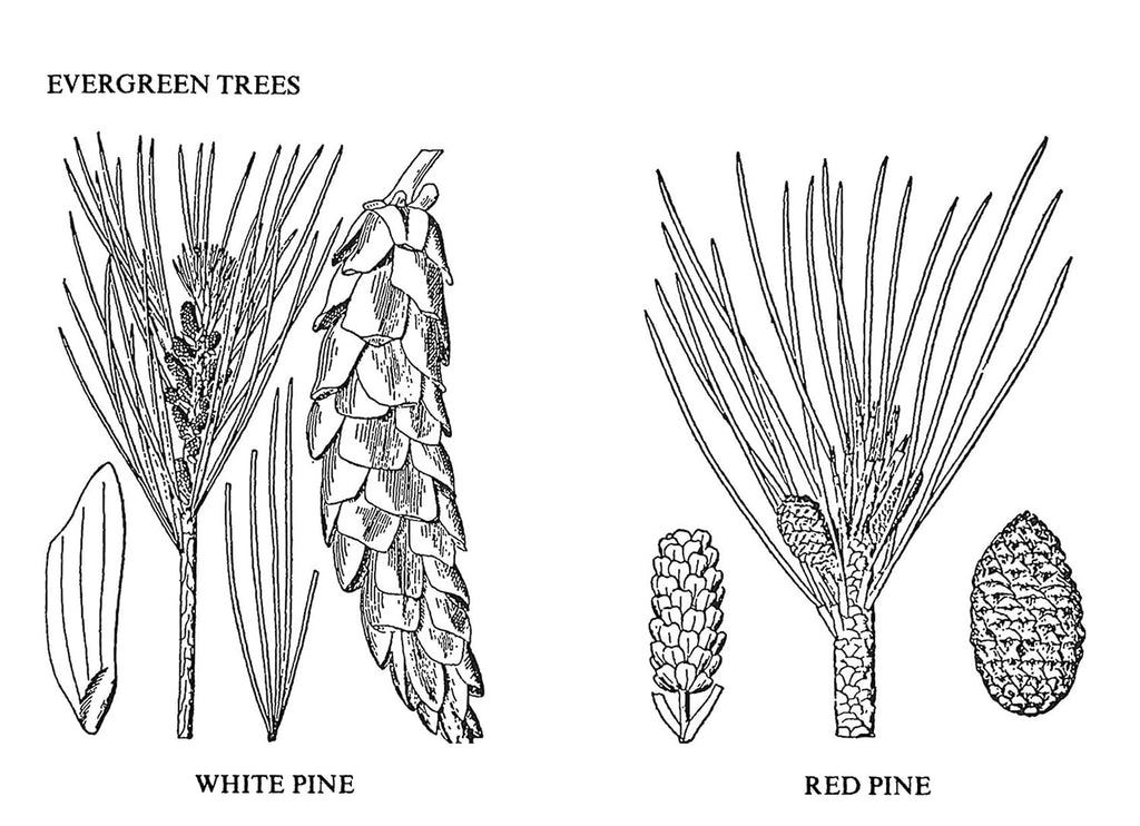 Usos Medicinales y Otros de las Plantas Norteamericanas: Un Estudio Histórico con Especial Referencia a las Tribus Indias Orientales