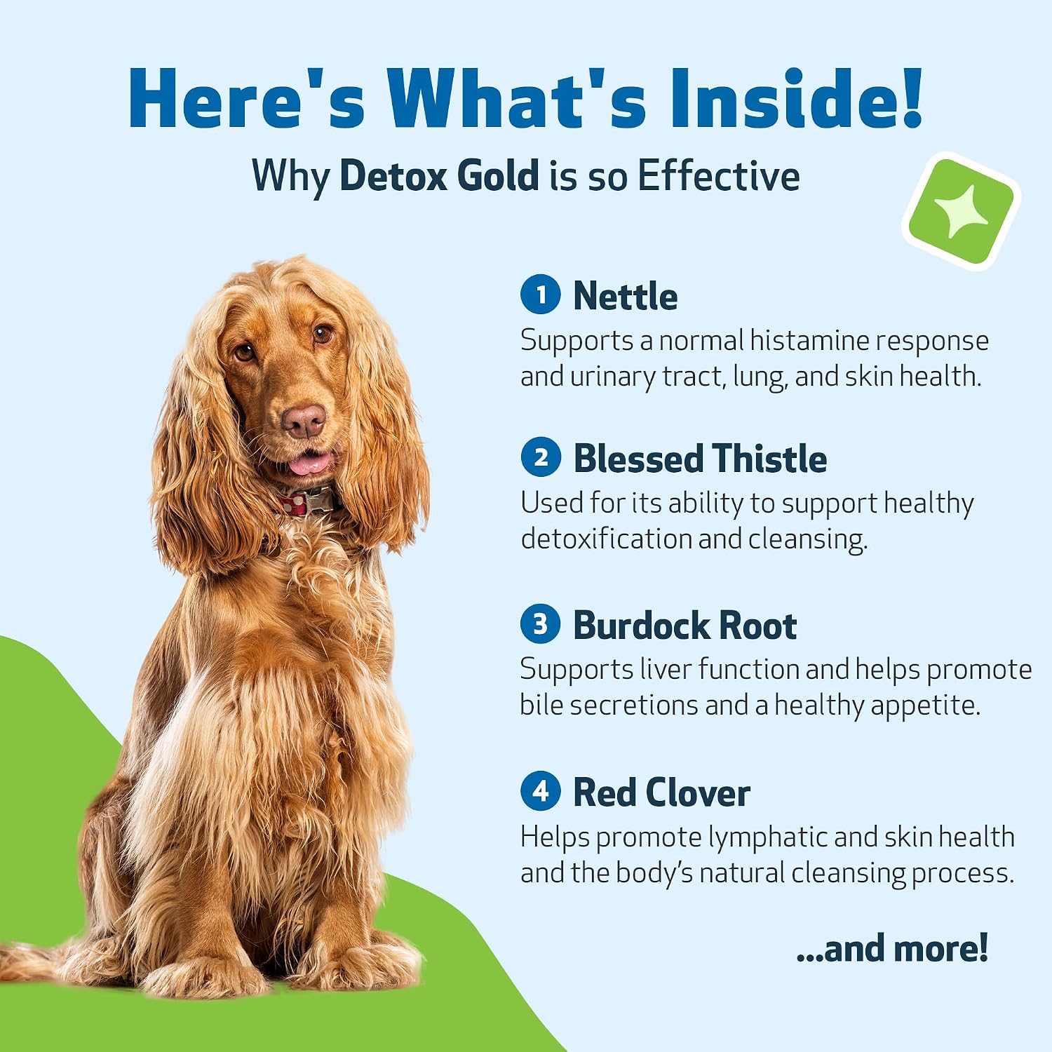Pet Wellbeing Detox Gold for Dogs - Gentle Detox Herbal Supplement with Nettle, Blessed Thistle, and Burdock - 59 ml