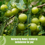 Herbsforever Polvo de Amla | Phyllanthus Emblica | Rico en Vitamina C y Antioxidantes | Vegano, Non-GMO | 230g