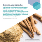 Life Extension Optimized Ashwagandha, 150 Cápsulas Vegetales (Pack de 2) - No OGM, Sin Gluten, Vegetariano