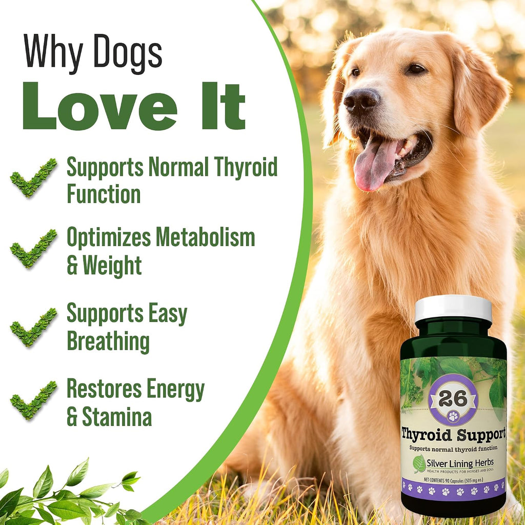 Suplemento Tiroideo Natural para Perros con Perejil, Ashwagandha, Jengibre, Cardo Mariano y Gordolobo - 90 Cápsulas