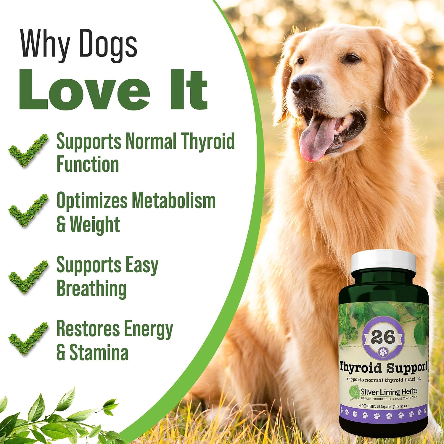 Suplemento Tiroideo Natural para Perros con Perejil, Ashwagandha, Jengibre, Cardo Mariano y Gordolobo - 90 Cápsulas
