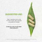 Secrets of the Tribe Boneset 120 Cápsulas - Eupatorium perfoliatum Dried Herb