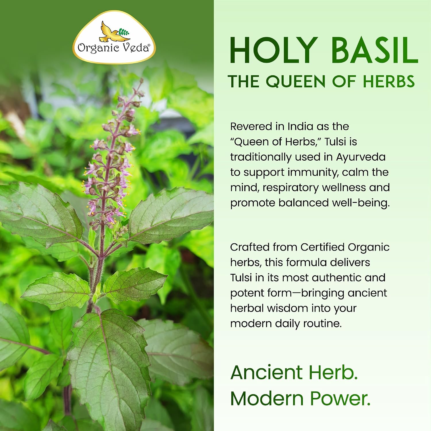 Cápsulas de Albahaca Sagrada (Tulsi) Organic Veda - Complemento Alimenticio con Pimienta Negra - 60 Cápsulas Veganas