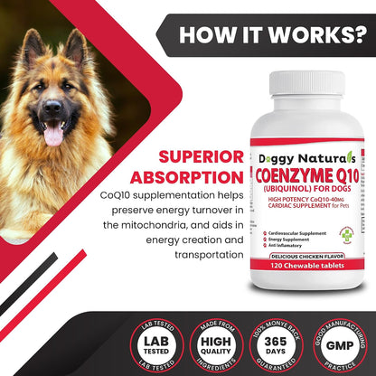 Coenzima Q10 para Perros – Ubiquinol 40mg – Fomentar la energía celular: la CoQ10 es esencial para la producción – Image 6