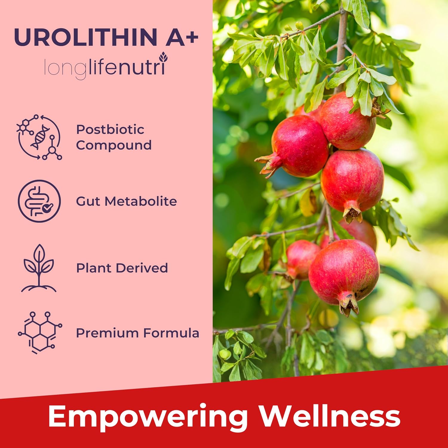 Urolithin A 1200mg - 120 Cápsulas Vegetales de Postbiótico Puro de Granada, Analizado, Vegano