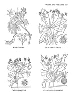 Usos Medicinales y Otros de las Plantas Norteamericanas: Un Estudio Histórico con Especial Referencia a las Tribus Indias Orientales