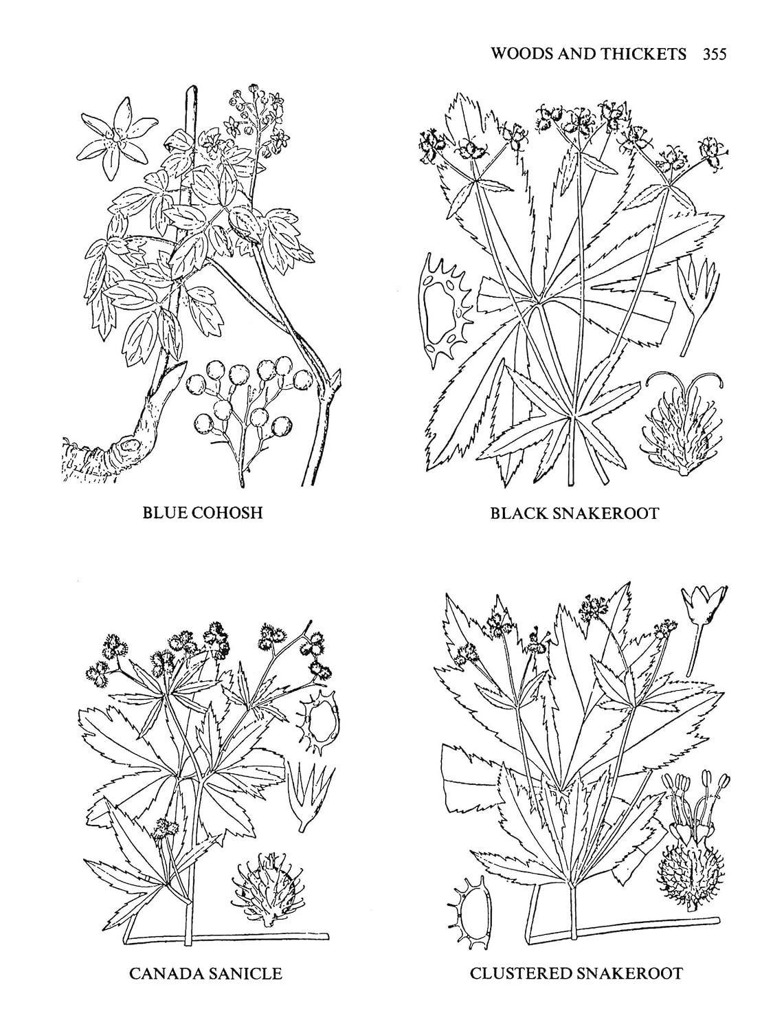 Medicinal and Other Uses of North American Plants: A Historical Survey with Special Reference to the Eastern Indian Tribes