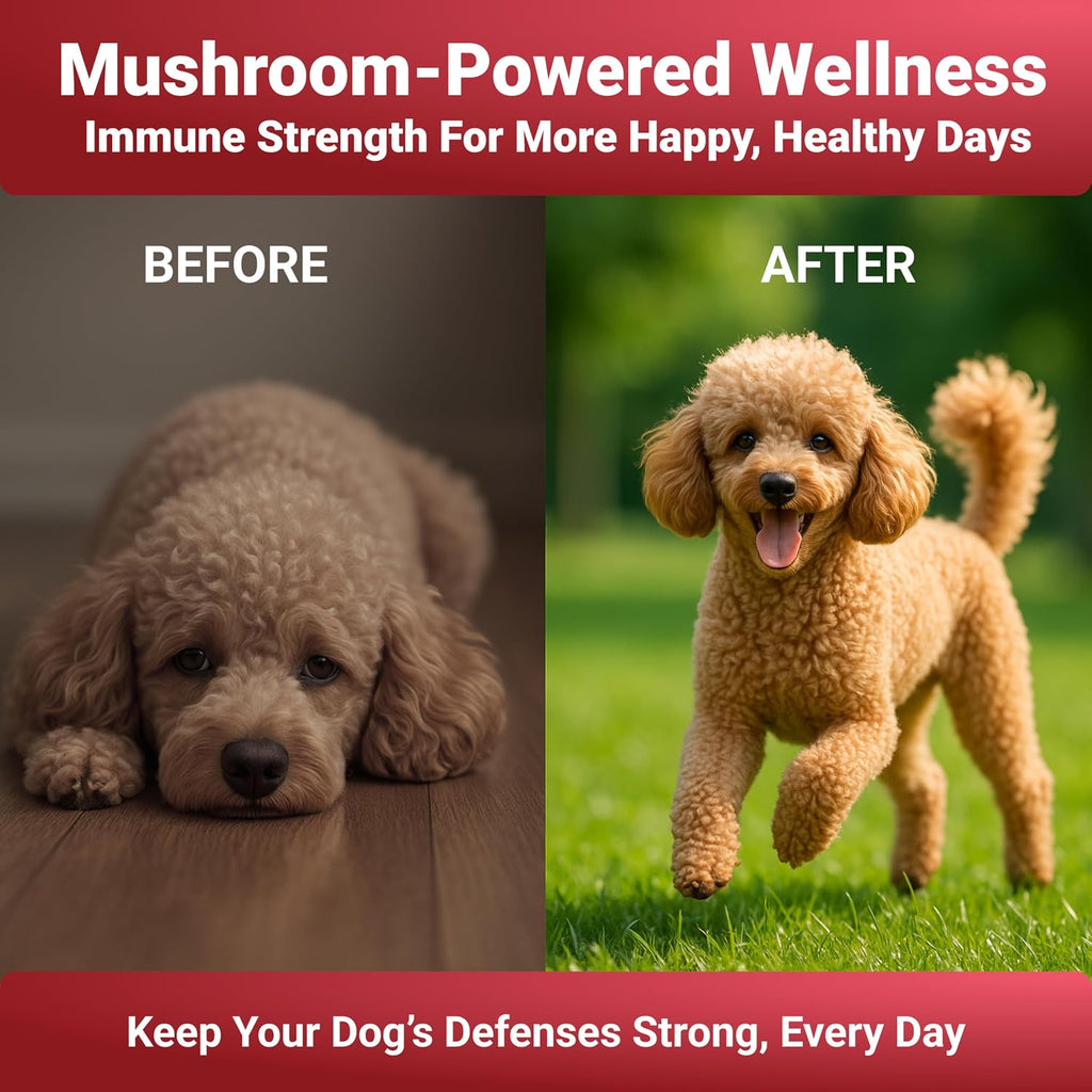 Turkey Tail Mushroom Powder para Perros - Mezcla de 7 Setas - WuffWell