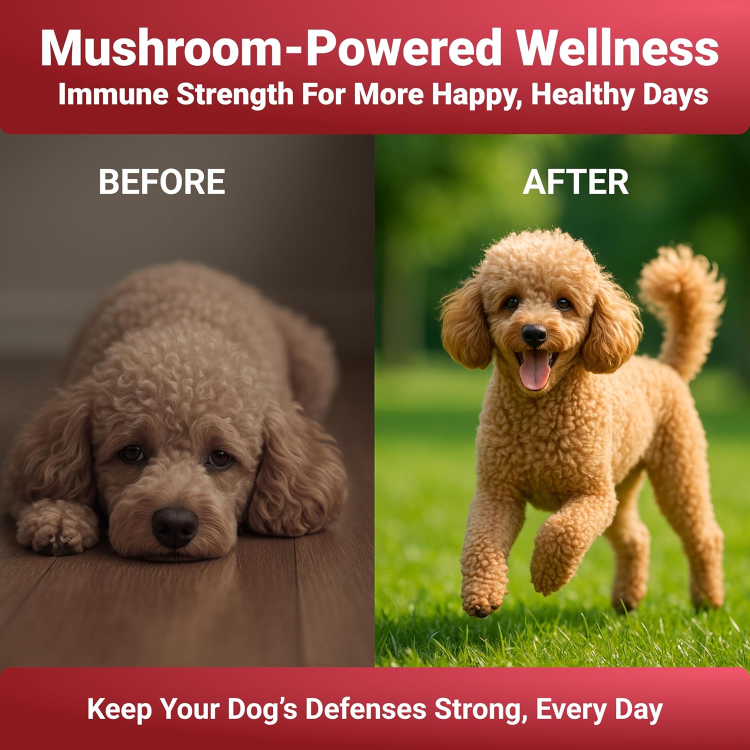 Turkey Tail Mushroom Powder para Perros - Mezcla de 7 Setas - WuffWell