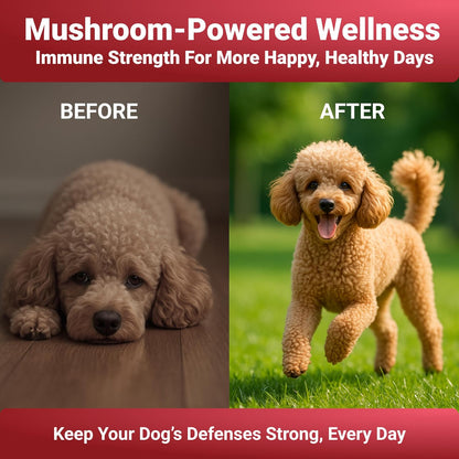 Turkey Tail Mushroom Powder para Perros - Mezcla de 7 Setas - WuffWell – Image 4