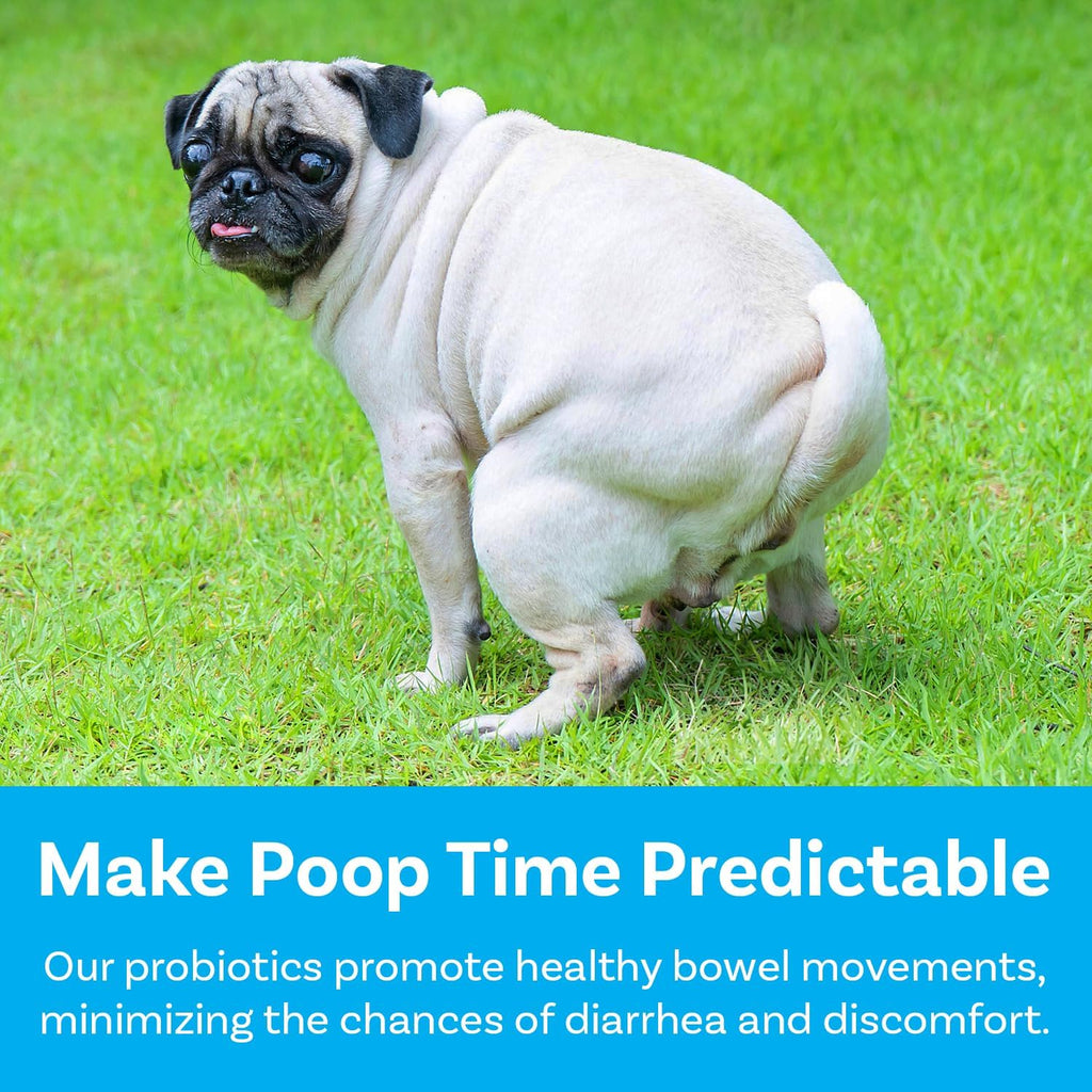 PawSafe Probióticos para Perros Masticables - 120 Unidades - Sabor Pollo y Miel