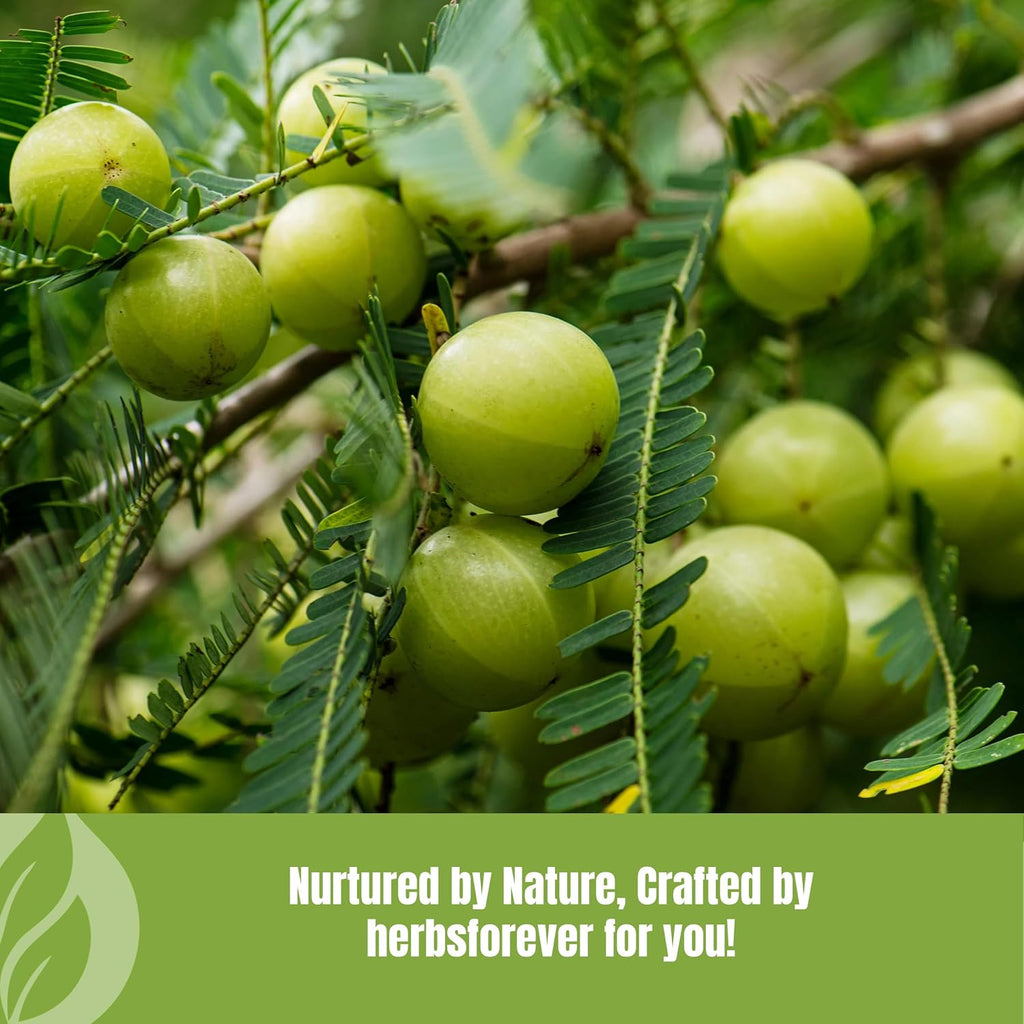 Herbsforever Amla Fruit (Seasonal Fresh, Seedless) Indian Gooseberry - Superfood, Antioxidants, Vitamin C | Wild Harvested - Non-GMO, Vegan | 454 g