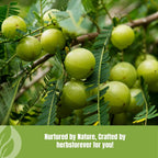 Herbsforever Amla Fruit (Seasonal Fresh, Seedless) Indian Gooseberry - Superfood, Antioxidants, Vitamin C | Wild Harvested - Non-GMO, Vegan | 454 g