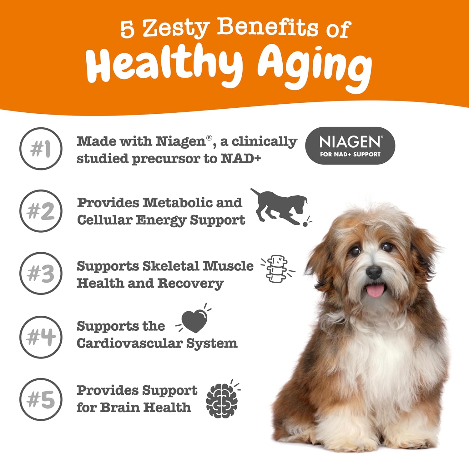 Zesty Paws Suplemento NAD+ Precursor para Perros - Niagen para Envejecimiento Saludable y Apoyo Muscular - 60 Cápsulas