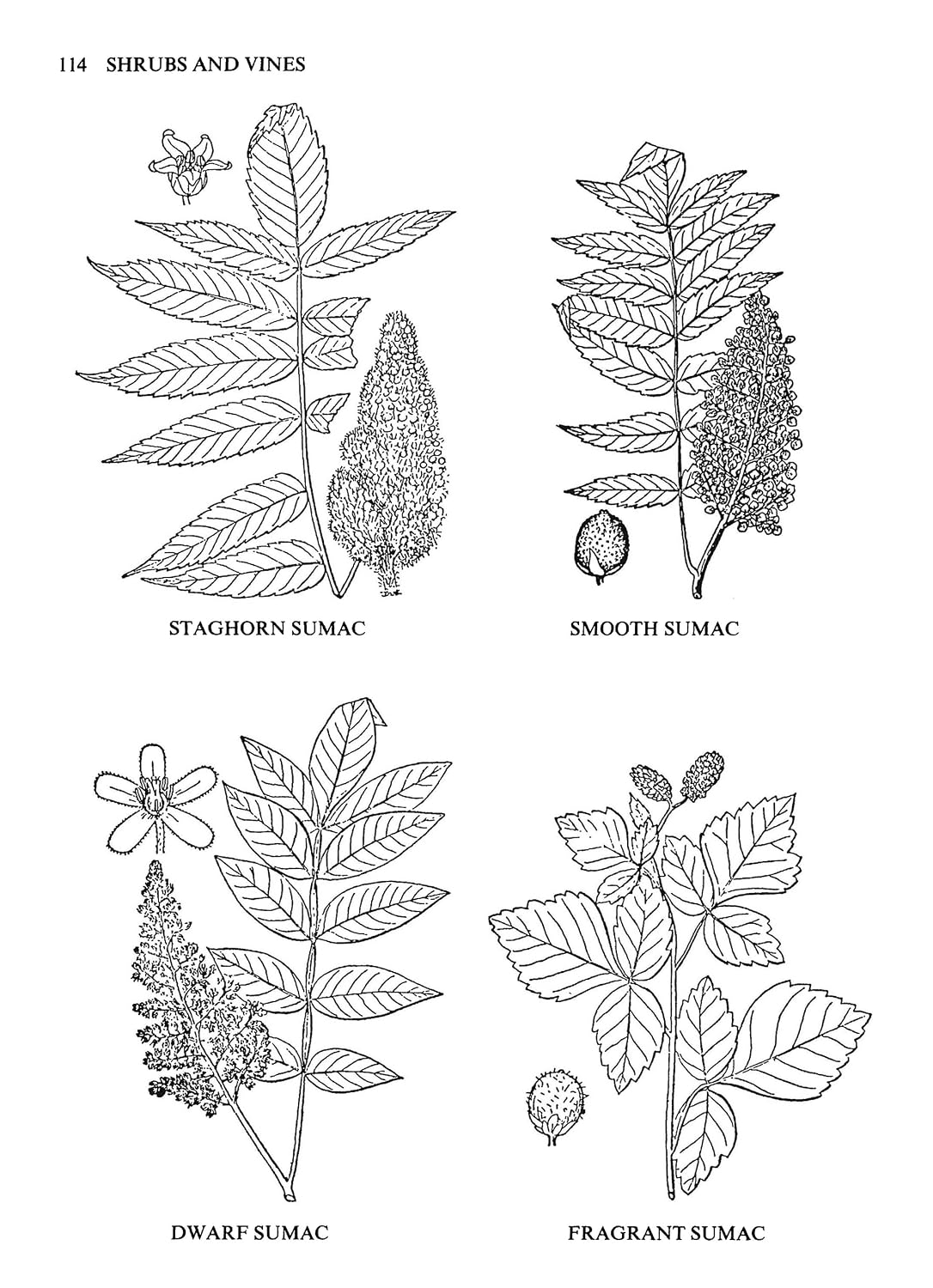 Medicinal and Other Uses of North American Plants: A Historical Survey with Special Reference to the Eastern Indian Tribes