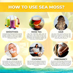 WELLNESS LABSRX Irish Sea Moss Gel Raw - Wildcrafted Superfood Seamoss Gel - Sabor Piña - 10 oz (283 g)