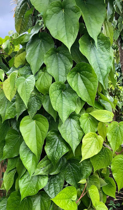 Fresh Betel Leaf, Paan, Piper Betel (10 Hojas) – Handpicked Premium Quality – Para Masticar, Puja Religiosa, Uso Ayurvédico – Image 2