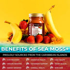 Irish Sea Moss Gel Raw - Wildcrafted Superfood Seamoss Gel - Sabor Fresa Plátano - 10 oz