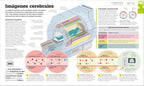 Cómo funciona el cerebro (How the Brain Works) (DK How Stuff Works)