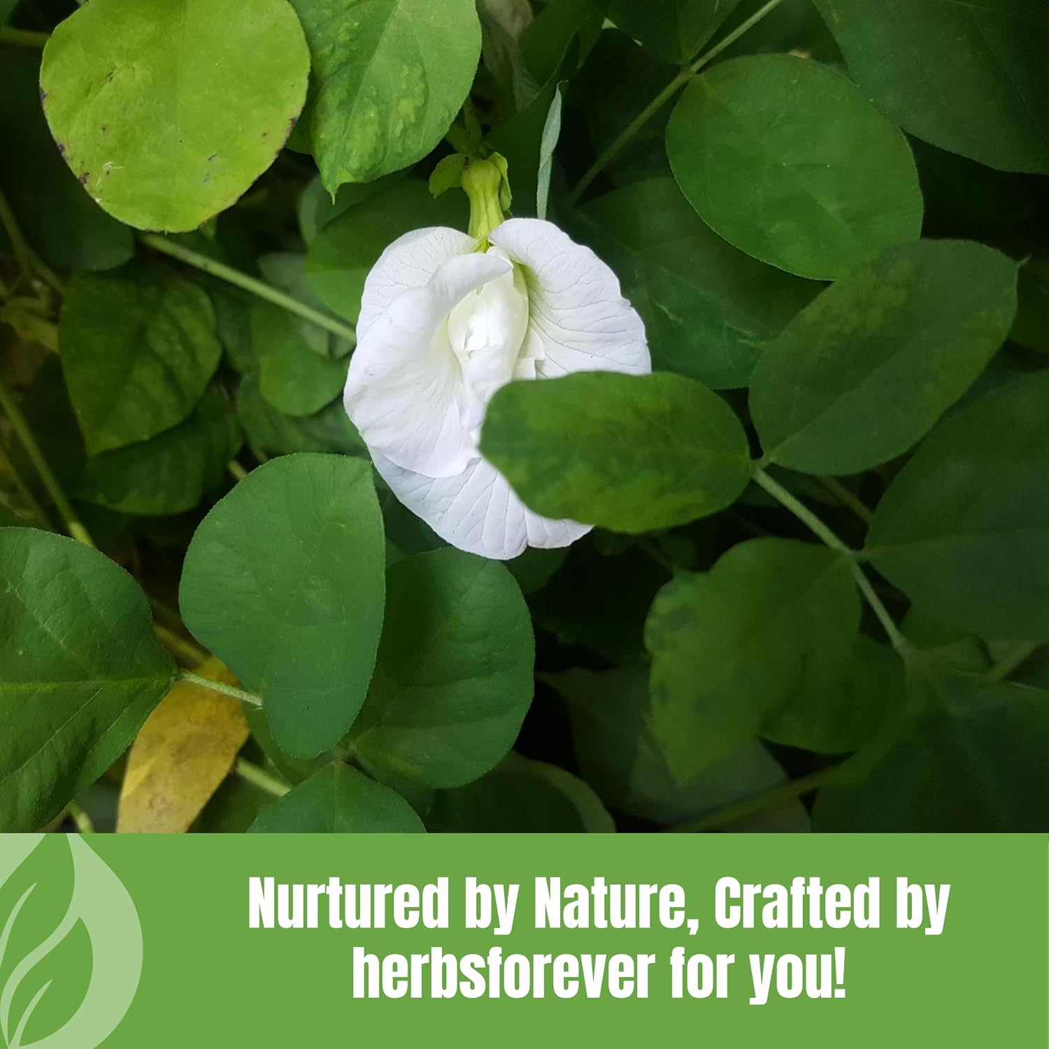 HerbsForever Shankhpushpi (Convolvulus Pluricaulis) en Polvo, 454g