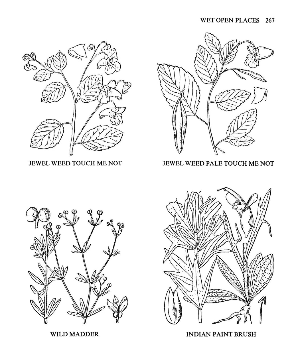 Usos Medicinales y Otros de las Plantas Norteamericanas: Un Estudio Histórico con Especial Referencia a las Tribus Indias Orientales
