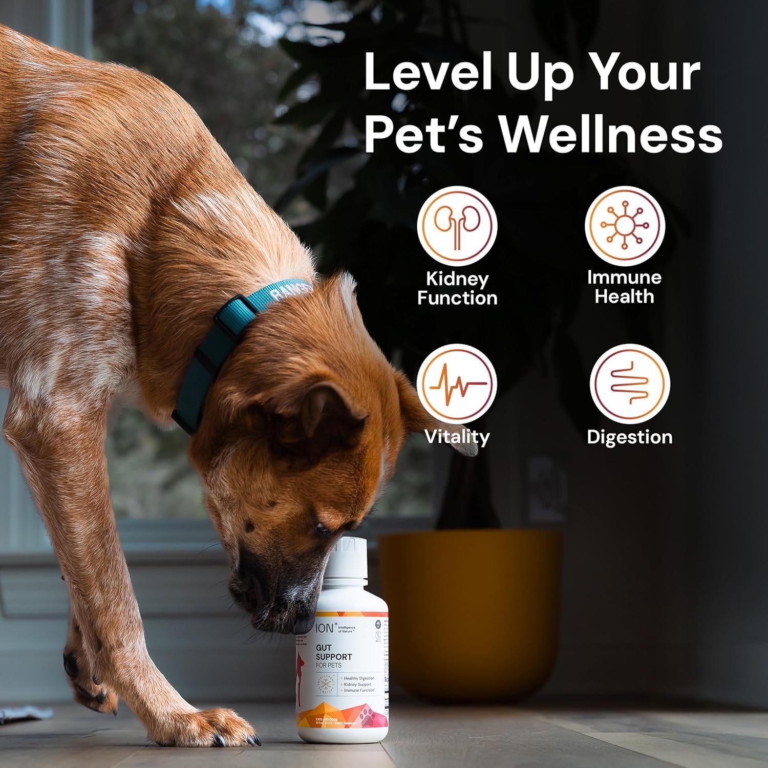 ION* Gut Support For Pets - Suplemento Líquido para la Salud Intestinal de Perros y Gatos - 473 ml