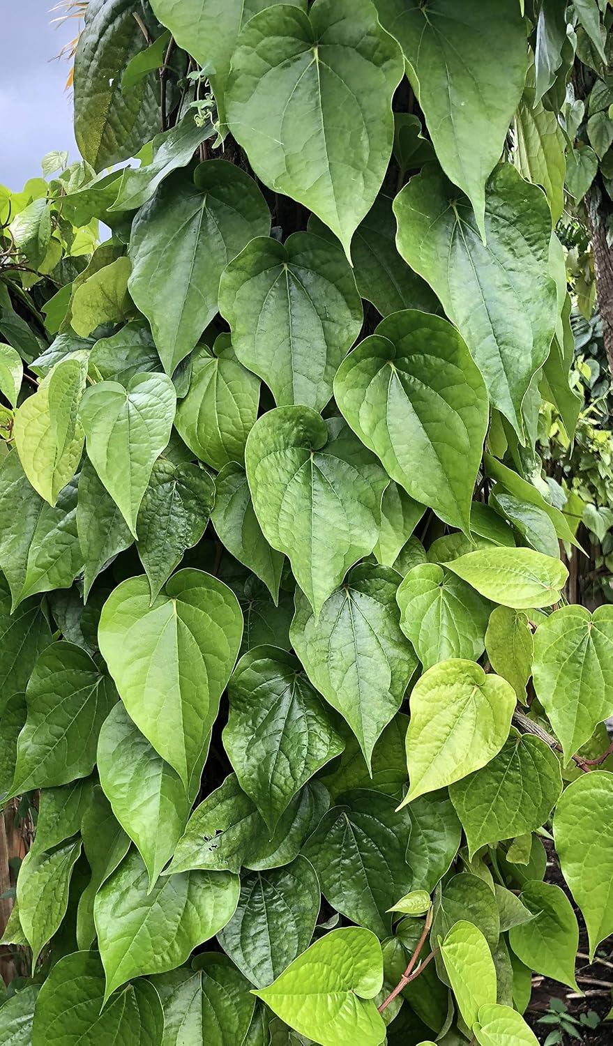 Fresh Betel Leaf, Paan, Piper Betel (10 Hojas) – Handpicked Premium Quality – Para Masticar, Puja Religiosa, Uso Ayurvédico – Indian Tambul, Vettila, Tambaku Patta – 10 Unidades