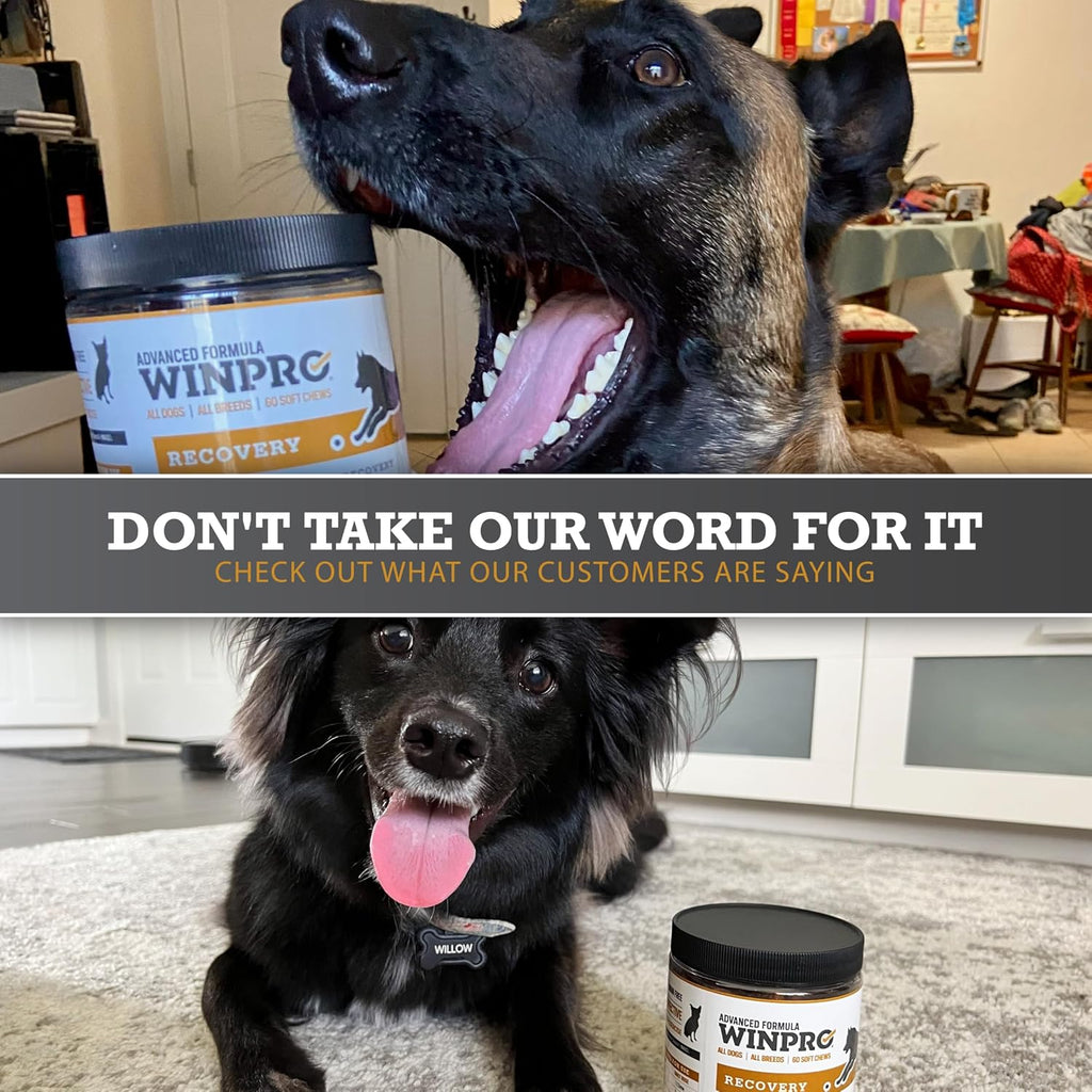 WINPRO Recovery Soft Chews para Perros, 60 masticables con plasma