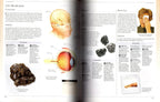 Illustrated Encyclopedia of Healing Remedies