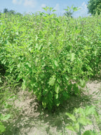 CARMEL ORGANICS Tulsi Leaves Powder 8 Ounce (227g) - Polvo de Hojas de Albahaca Sagrada 100% Natural
