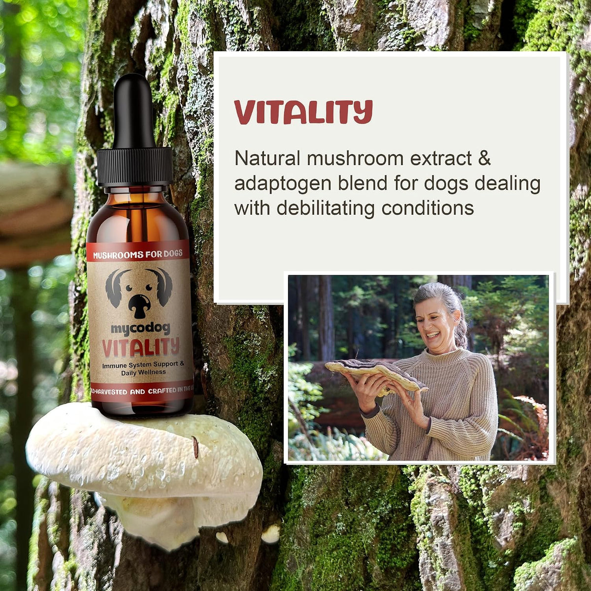 Vitality - 20-in-1 Turkey Tail Mushroom for – Reishi (Ganoderma lucidum): Utilizado tradicionalmente para – Image 2