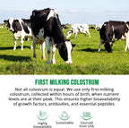 Suplemento de Calostro Bovino con 30% IgG - 60 Cápsulas